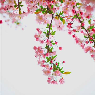 神妖道破解版下载