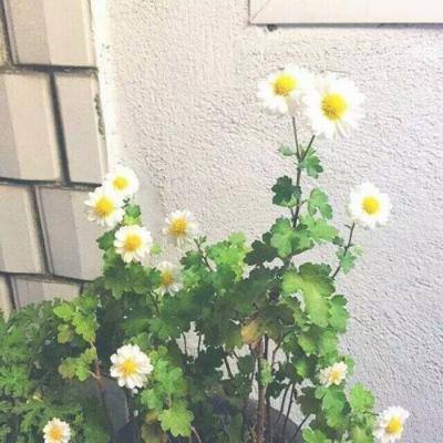 太空格斗游戏下载